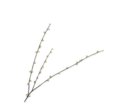 Pittosporumtak l85cm lichtgroen