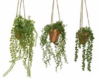 Plant pes hang d11h40cm groen a3