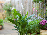 Plantensteun h60cm d22-20-18cm - afbeelding 3