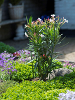 Plantensteun h90cm d29.5-28-27-22cm - afbeelding 2