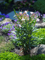 Plantensteun h90cm d29.5-28-27-22cm - afbeelding 3