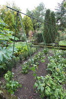 Plantenstokkenset l210cm d16mm 12st - afbeelding 2