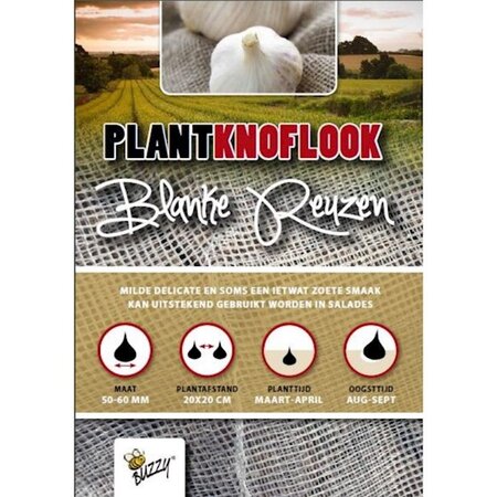 Plantknoflook blanke reuzen 5st