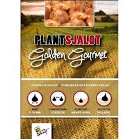 Plantsjalotten golden gourmet 250g