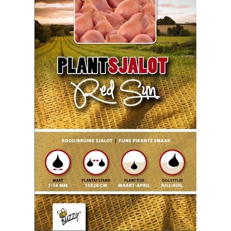 Plantsjalotten red sun 250g