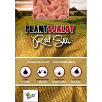 Plantsjalotten red sun 250g
