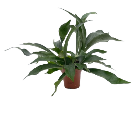 Platycerium bifurcatum pot 12 cm