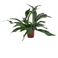 Platycerium bifurcatum pot 12 cm