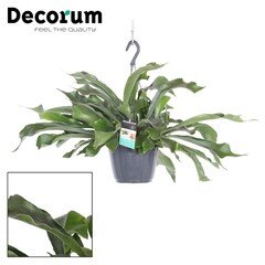 Platycerium bifurcatum pot 17cm