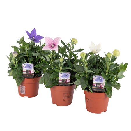 Platycodon Mix