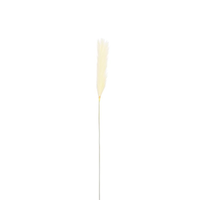 Pluimgrastak d10l104cm beige (Zijde-tak) - afbeelding 2