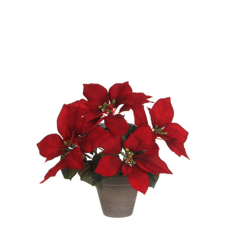Poinsettia in pot d35h27cm rood