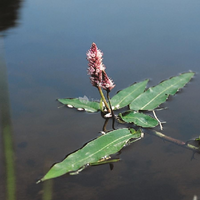 Polygonum amphibium