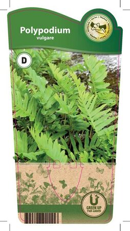 Polypodium vulgare