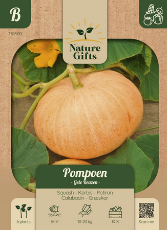 Pompoen gele reuzen 6st