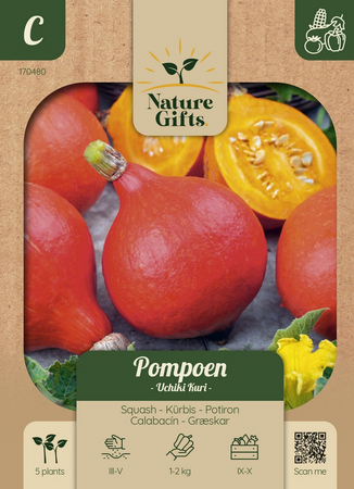 Pompoen uchiki kuri 5st