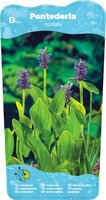 Pontederia cordata - afbeelding 2