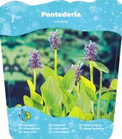 Pontederia cordata