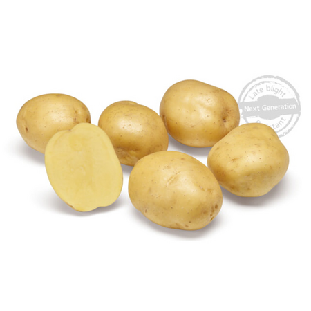 Pootaardappel bio twister 1kg