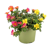 Portulaca   ...mixtrolley - afbeelding 2