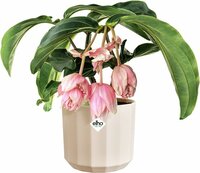 Pot facet d17cm amandelroze