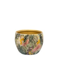 Pot monstera mystery d7h6cm