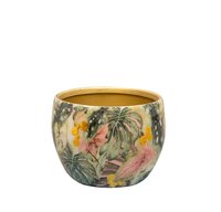 Pot monstera mystery d9h7cm