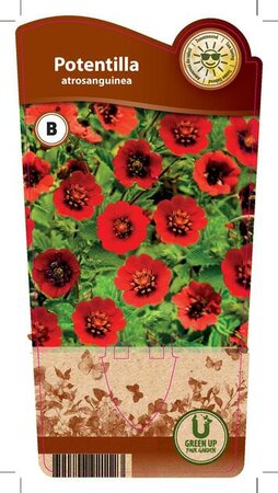 Potentilla atrosanguinea