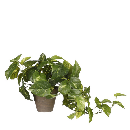 Pothos d17h44cm groen