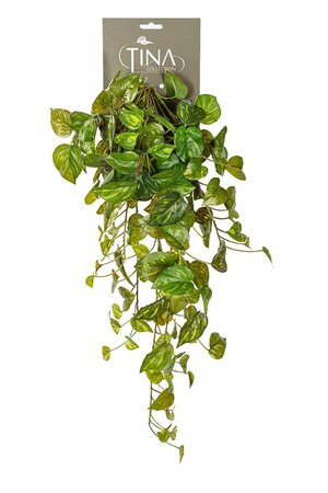 Pothos hanger l60cm groen header