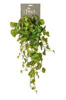 Pothos hanger l60cm groen header