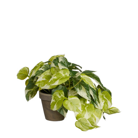 Pothos in pot d20h20cm groen