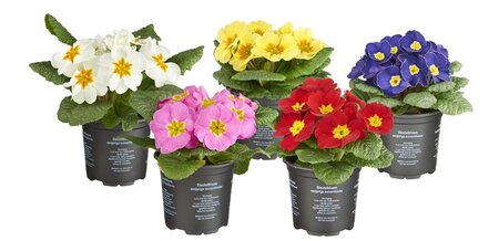 Primula acaulis mix P10,5