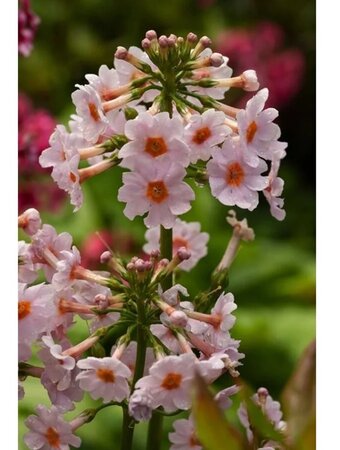 Primula japonica 'Appleblossom'