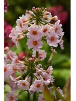 Primula japonica 'Appleblossom'