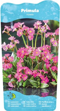 Primula rosea