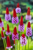 Primula vialii