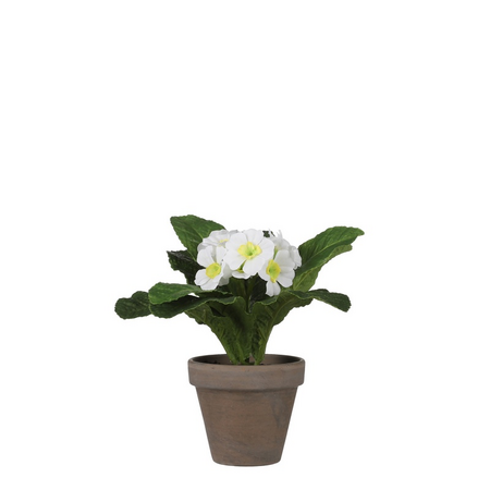 Primulasteel d20h19cm wit