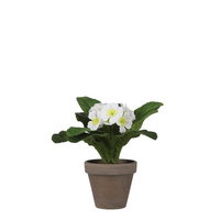 Primulasteel d20h19cm wit