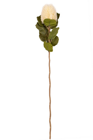 Proteasteel l57cm creme