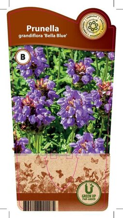 Prunella gra. 'Bella Blue'
