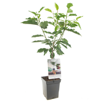 Prunus a. 'Kordia' - afbeelding 2