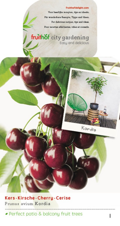 Prunus a. 'Kordia' - afbeelding 1