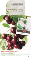 Prunus a. 'Kordia'