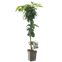 Prunus a. 'Sylvia' - afbeelding 2