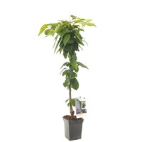 Prunus a. 'Sylvia' - afbeelding 3