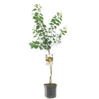 Prunus armeniaca - afbeelding 2
