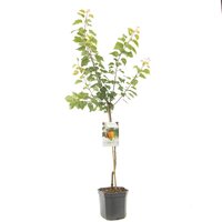 Prunus armeniaca - afbeelding 3