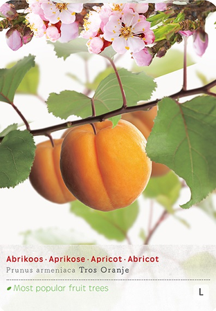 Prunus armeniaca - afbeelding 1