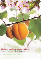 Prunus armeniaca
